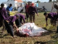 menguliti hewan qurban